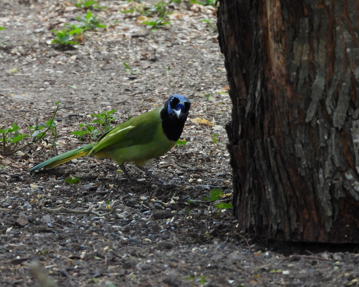 sojka zelenavá - ML645582386