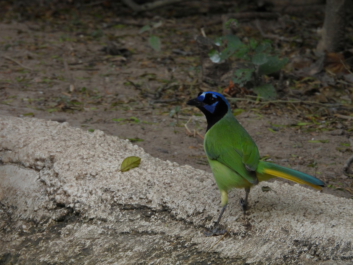 sojka zelenavá - ML645582387