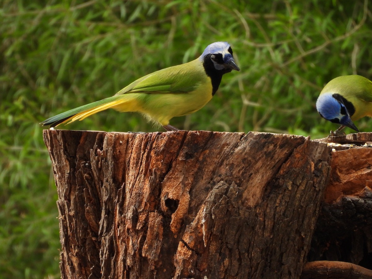 sojka zelenavá - ML645582388