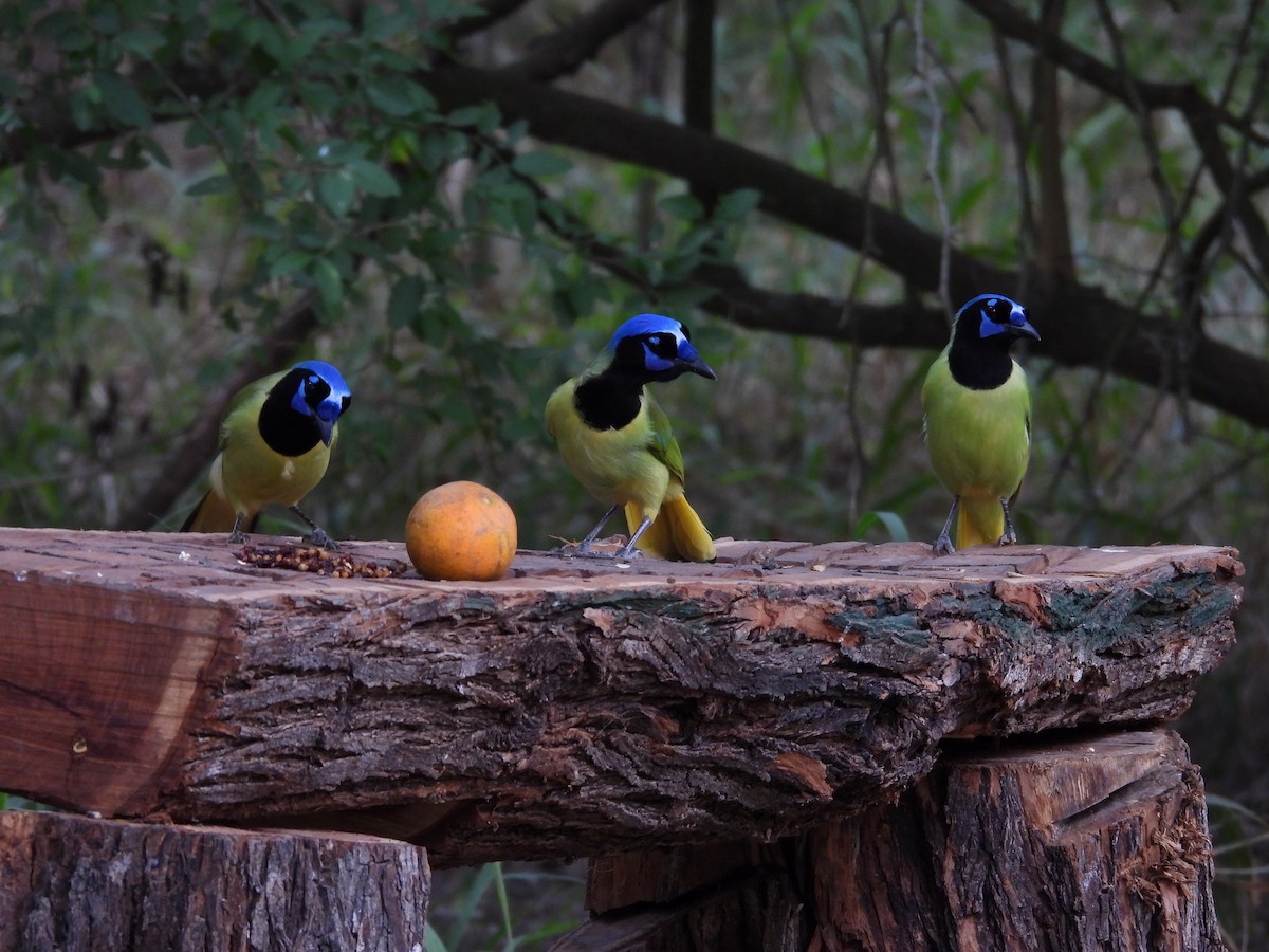 sojka zelenavá - ML645582389