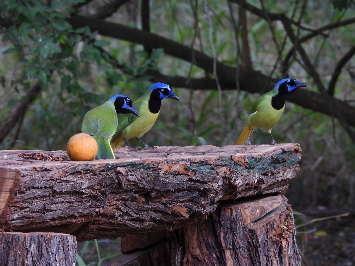 sojka zelenavá - ML645582390