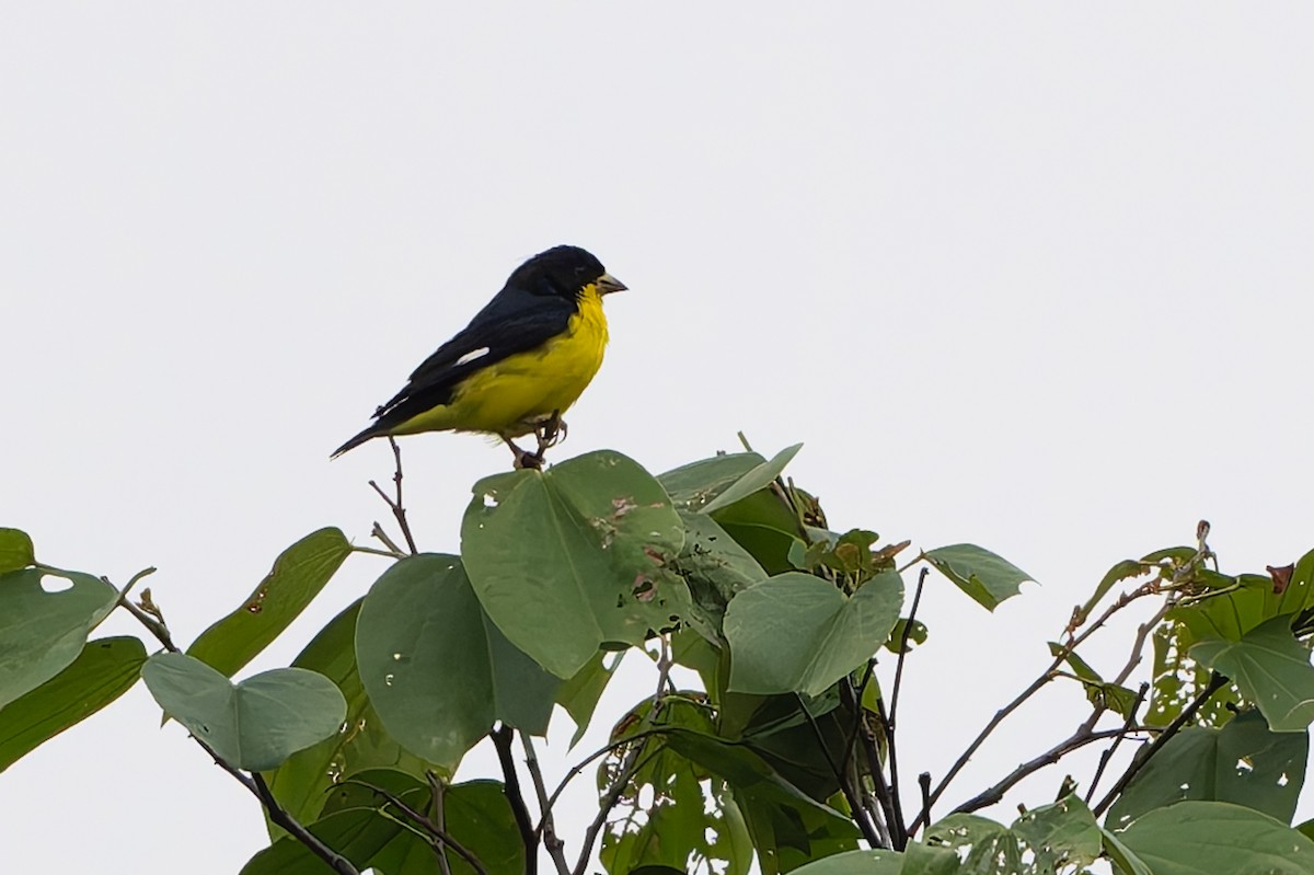 Lesser Goldfinch - ML645582391