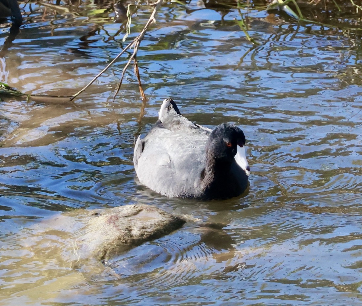 Focha Americana - ML645582397