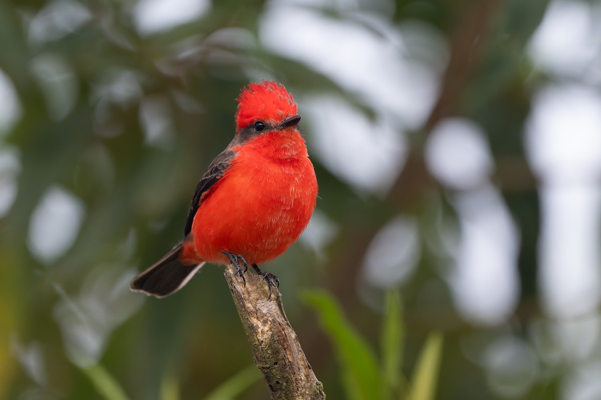 Vermilion Flycatcher - ML645582403