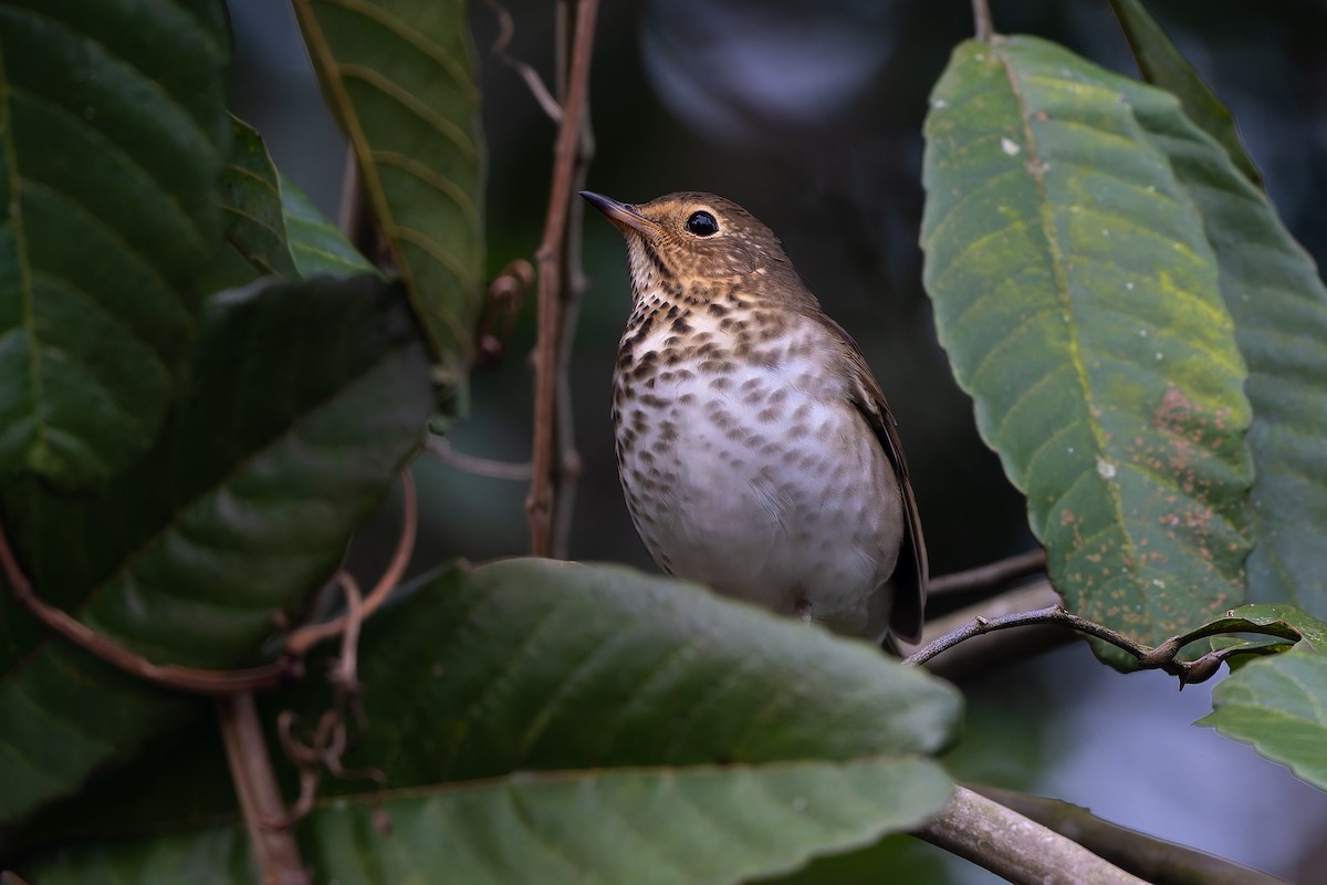 Swainson's Thrush - ML645582404