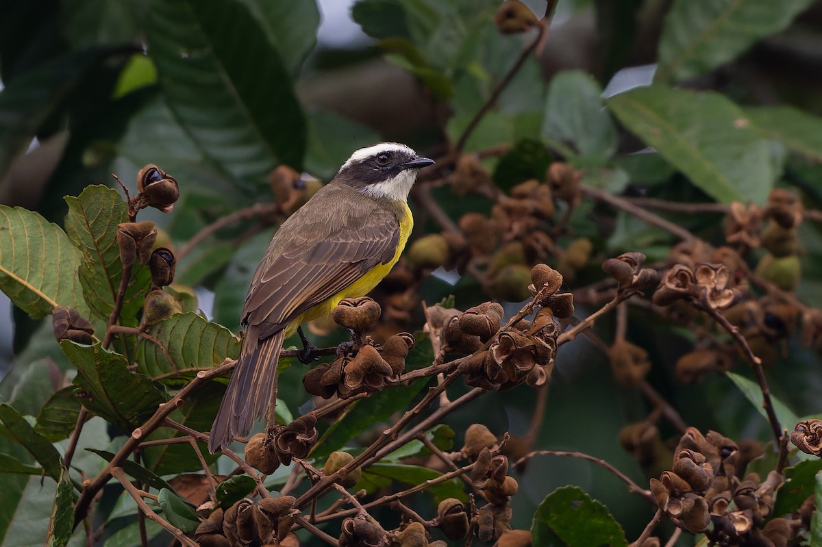 Rusty-margined Flycatcher - ML645582405