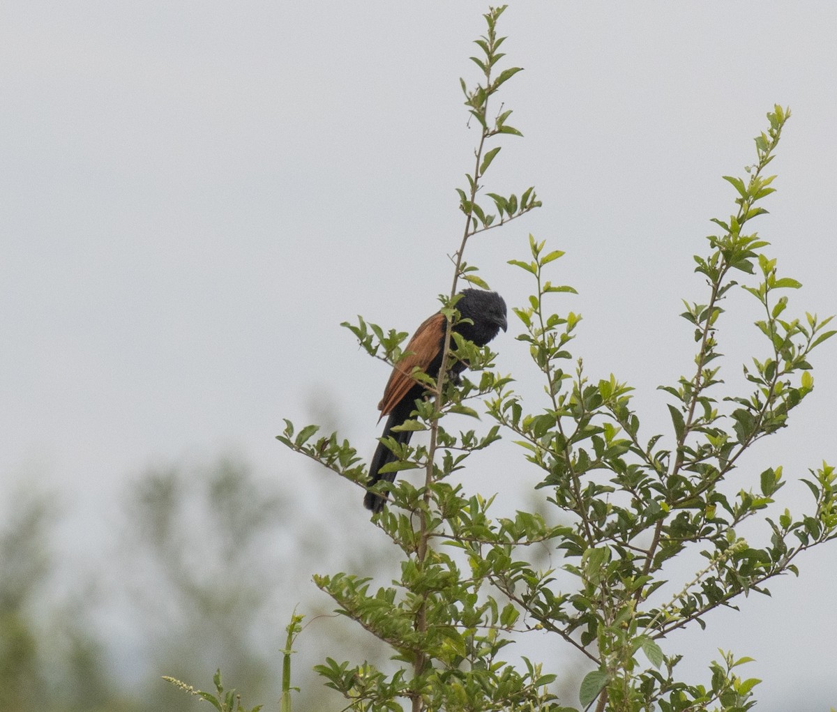 Afrika Kara Kukalı - ML645582408