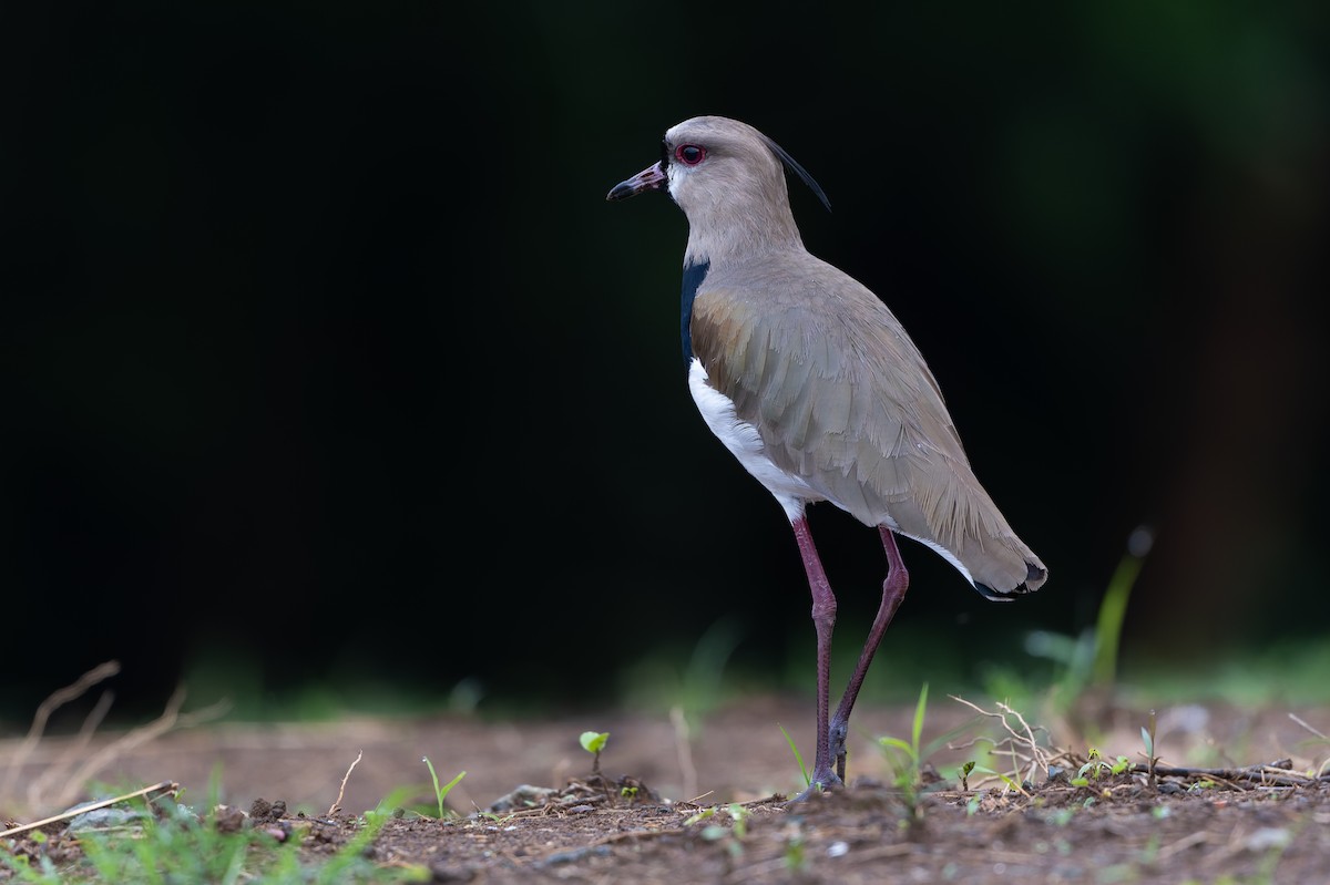 Southern Lapwing - ML645582409