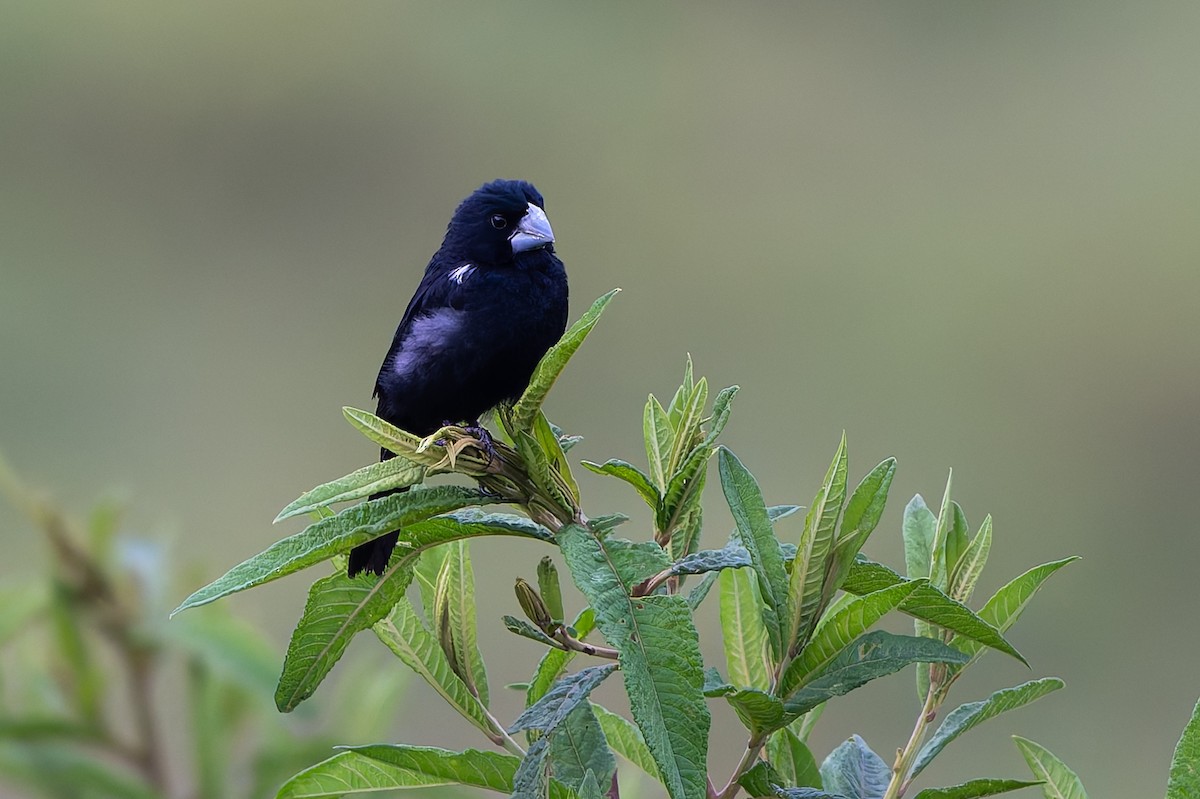 Large-billed Seed-Finch - ML645582413