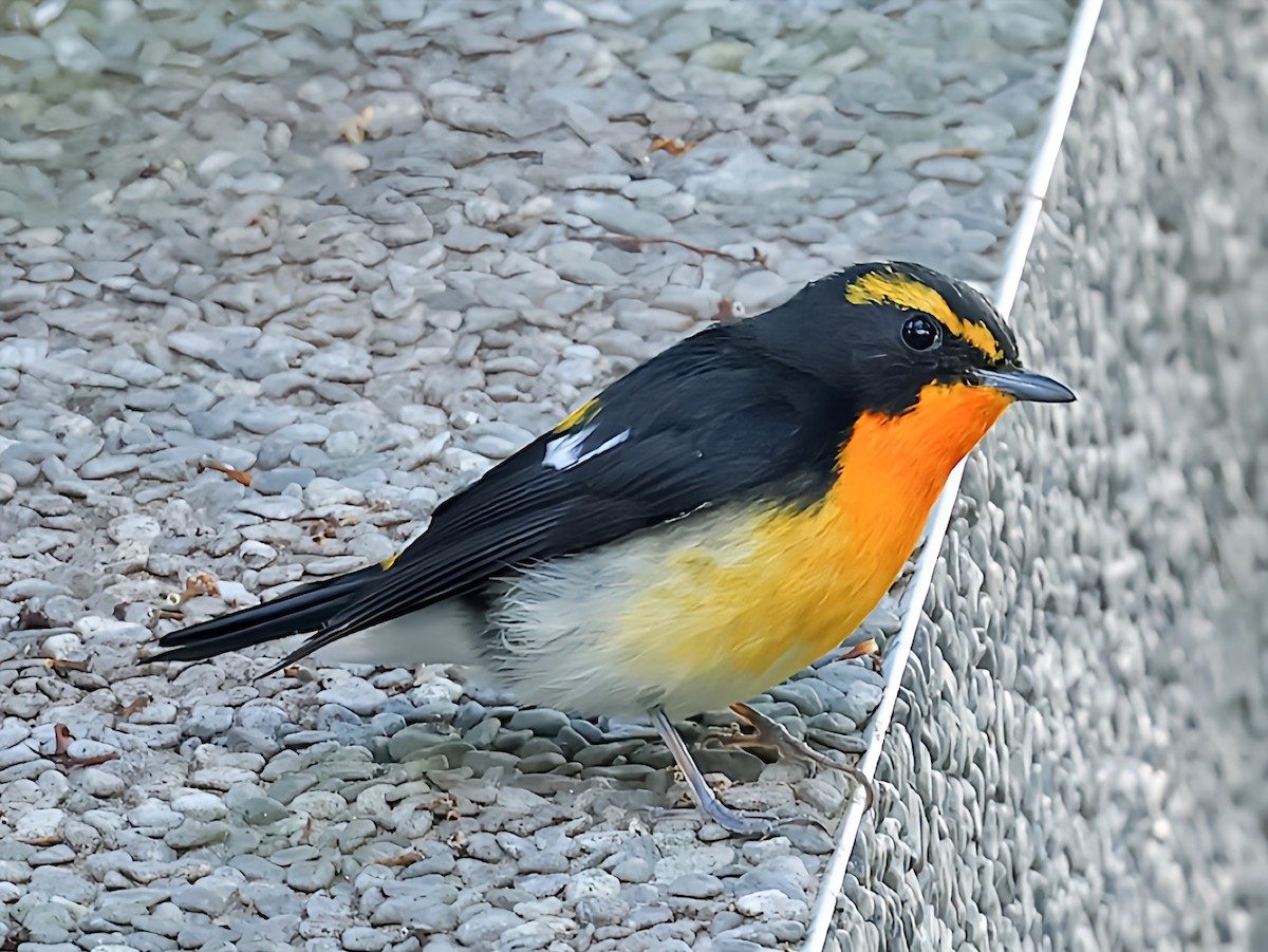 Narcissus Flycatcher - ML645582415
