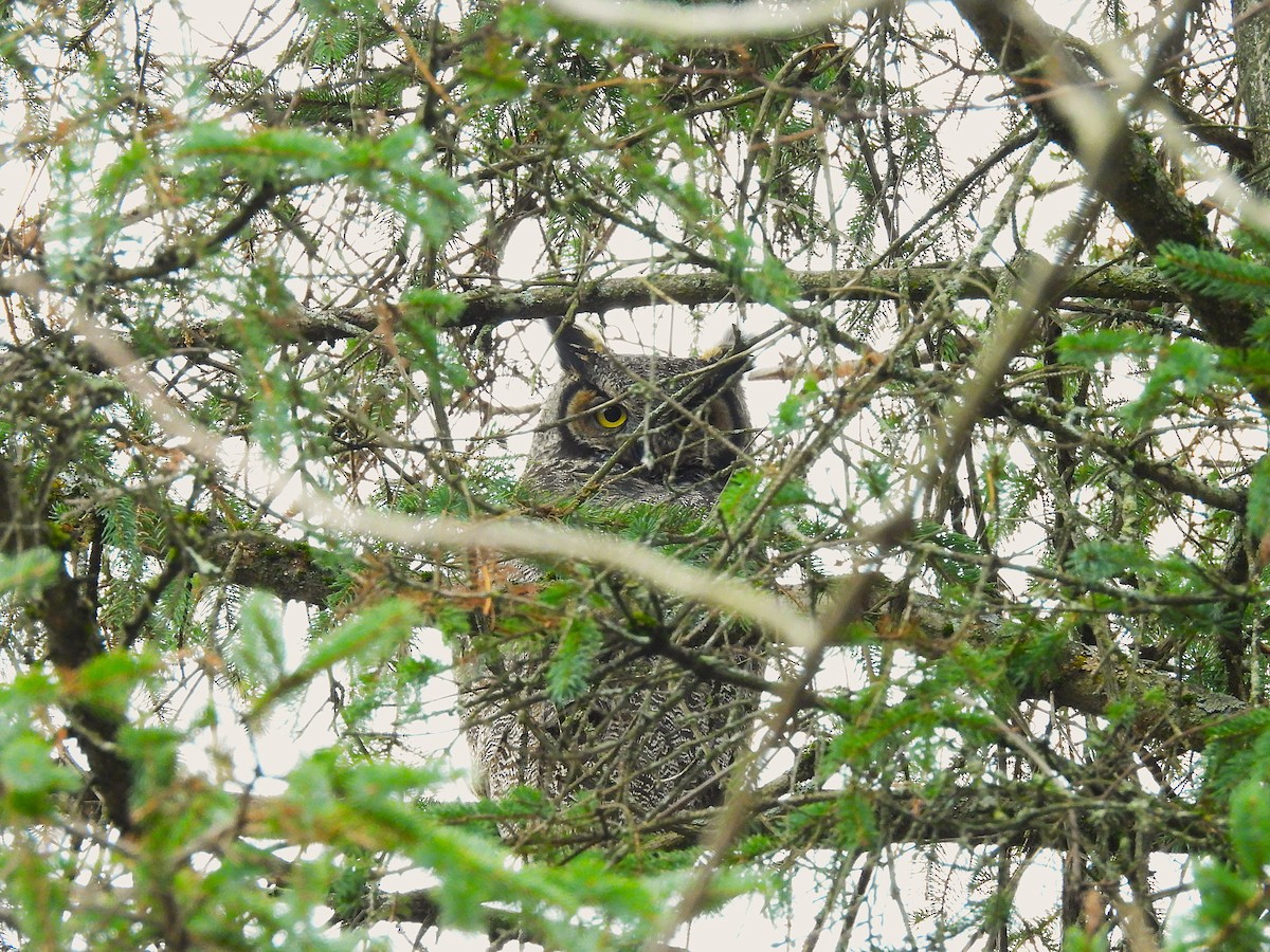 Great Horned Owl - ML645582416