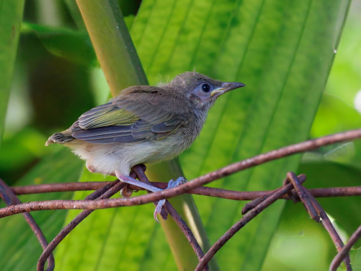 Медовець бурий - ML645582427