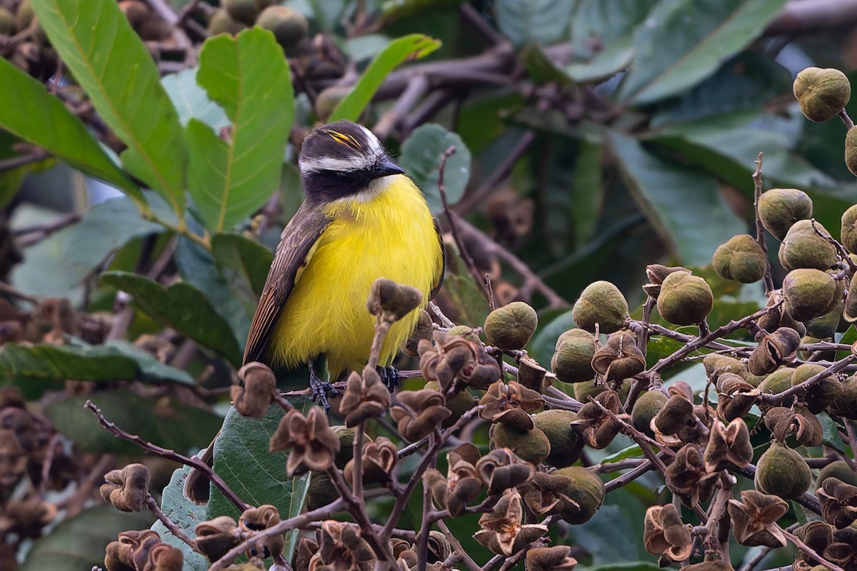 Rusty-margined Flycatcher - ML645582428
