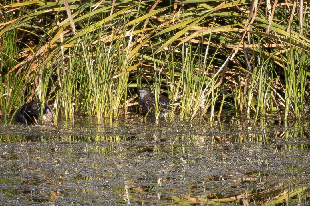 Погонич каролінський - ML645582435