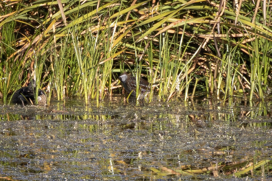 Погонич каролінський - ML645582436