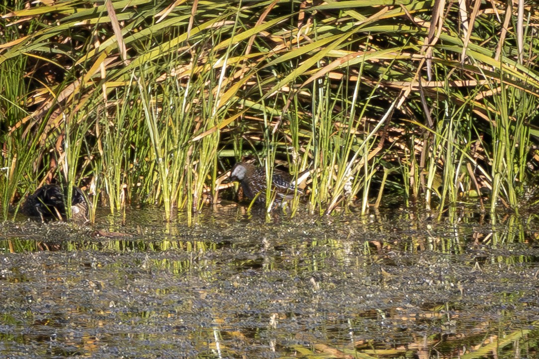 Погонич каролінський - ML645582437