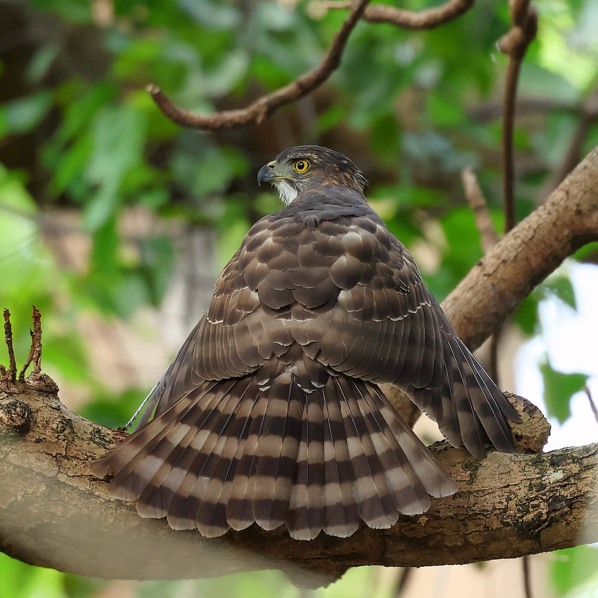 Яструб чубатий - ML645582438