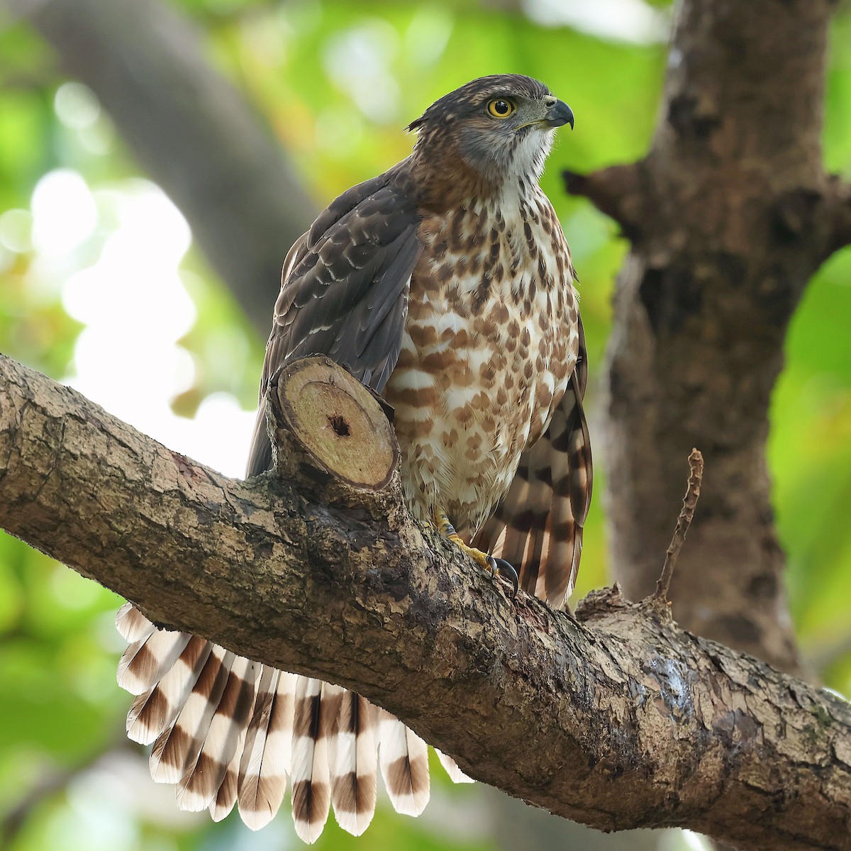 Яструб чубатий - ML645582439