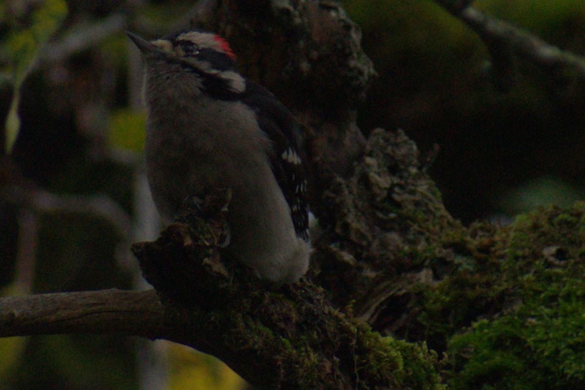 Дятел пухнастий - ML645582440