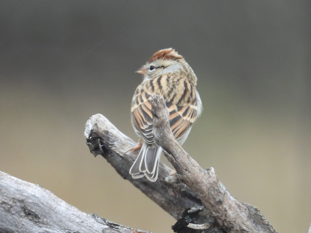 Чиж сосновий - ML645582442