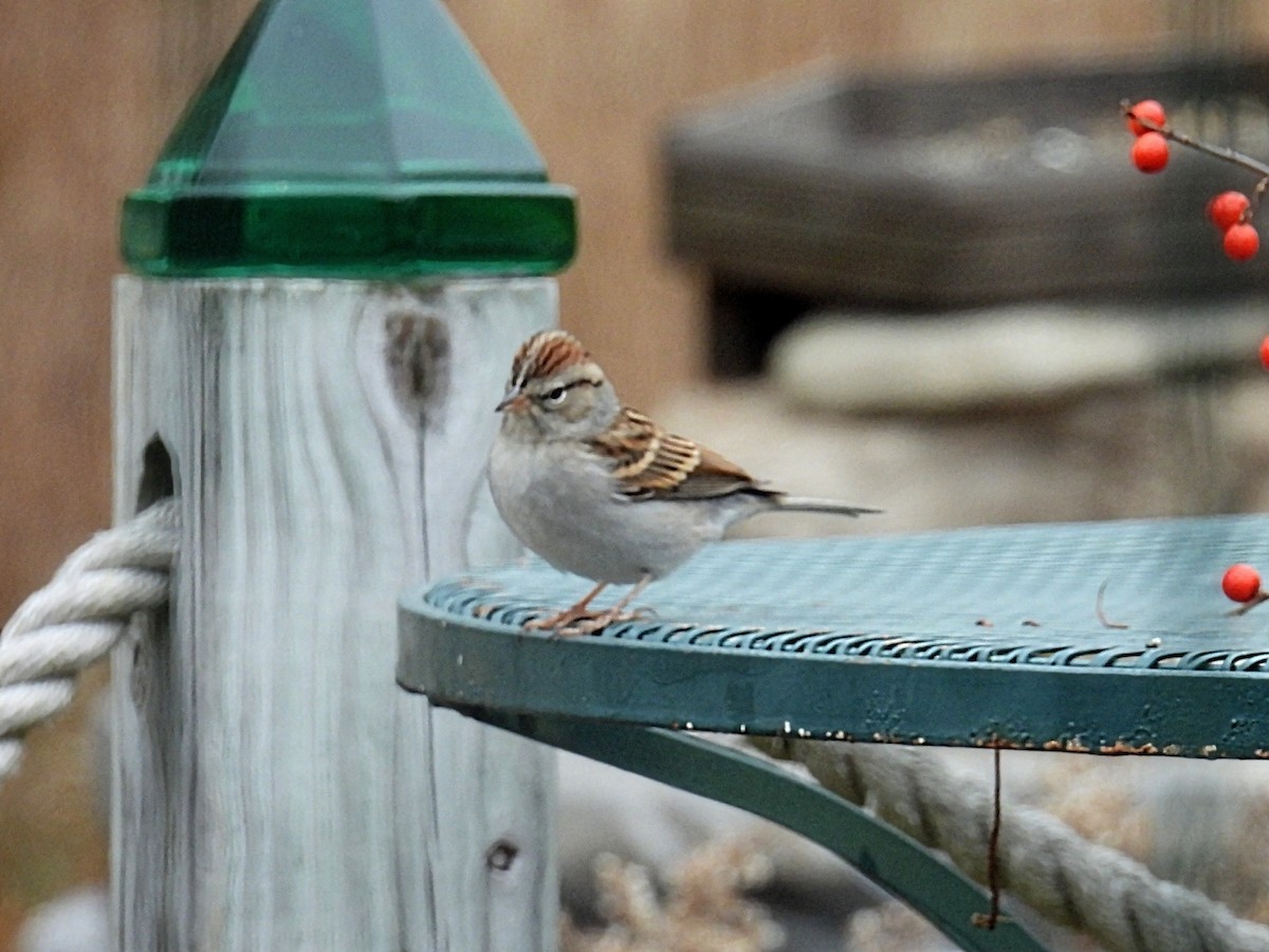 Чиж сосновий - ML645582443