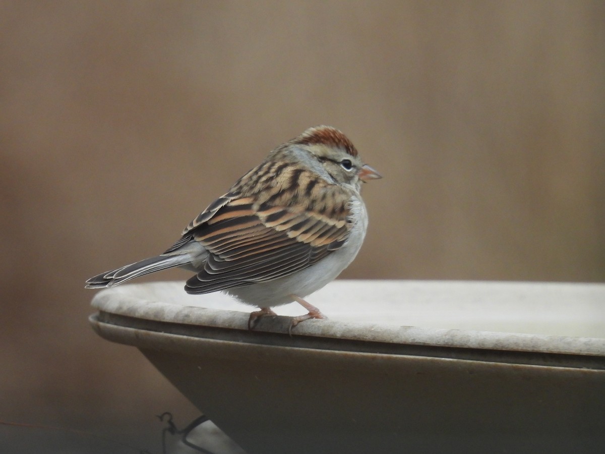 Чиж сосновий - ML645582444