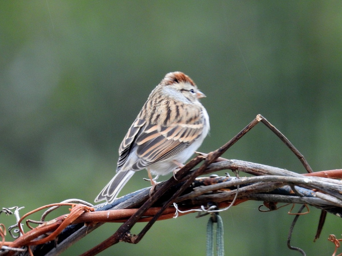 Чиж сосновий - ML645582445
