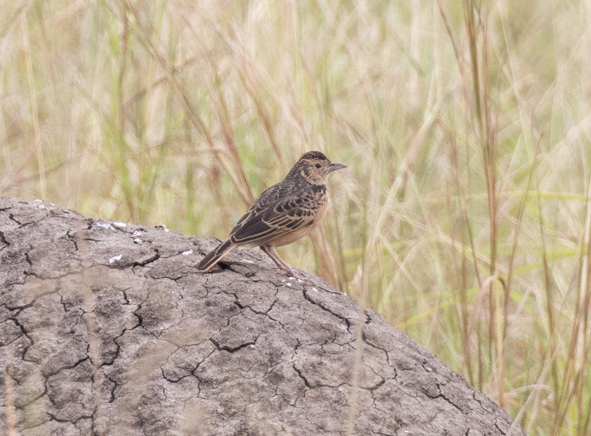 Фірлюк коричневий - ML645582446