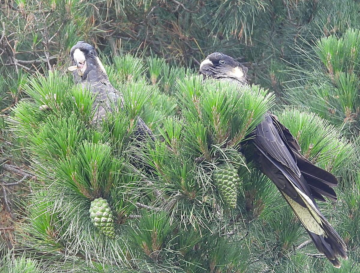 Какатоїс жовтохвостий - ML645582447