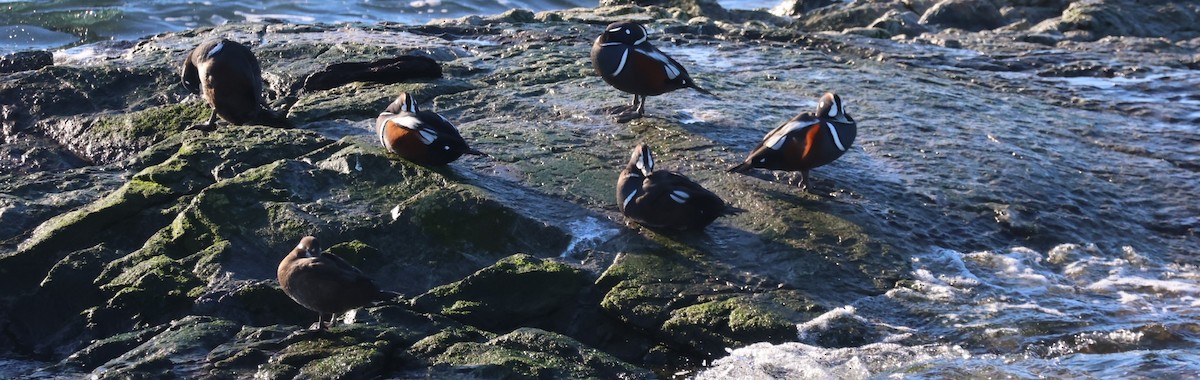 Каменярка - ML645582448