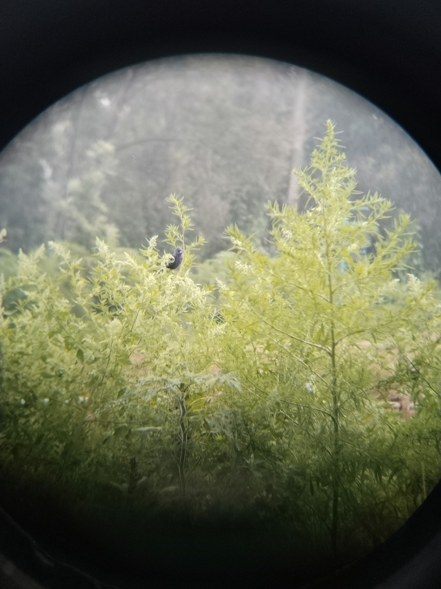 Скригнатка синя - ML645582449