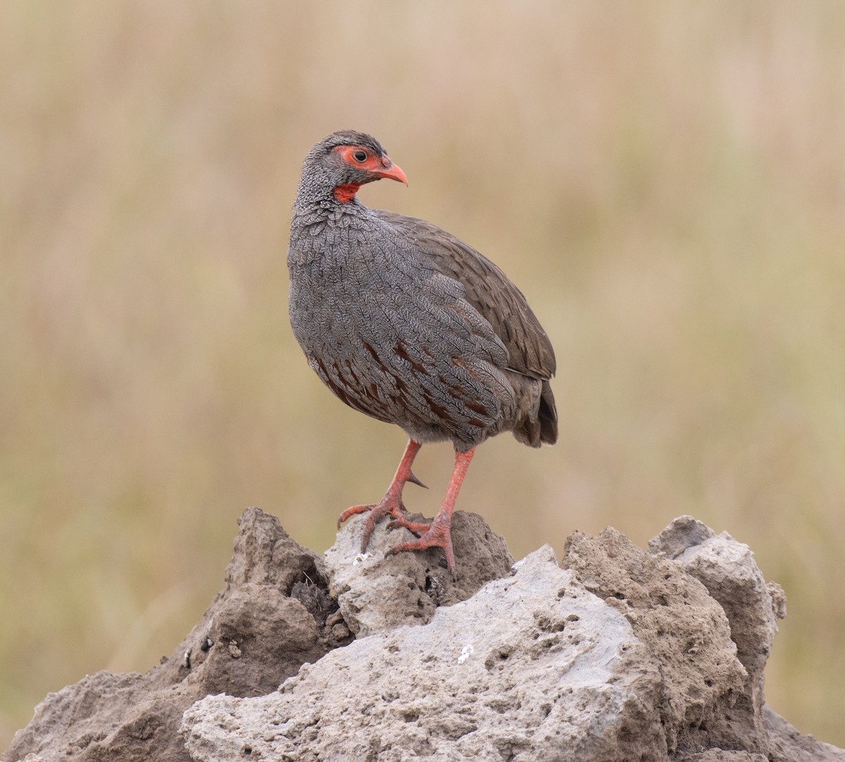 Турач рудогорлий (підвид cranchii/harterti) - ML645582450
