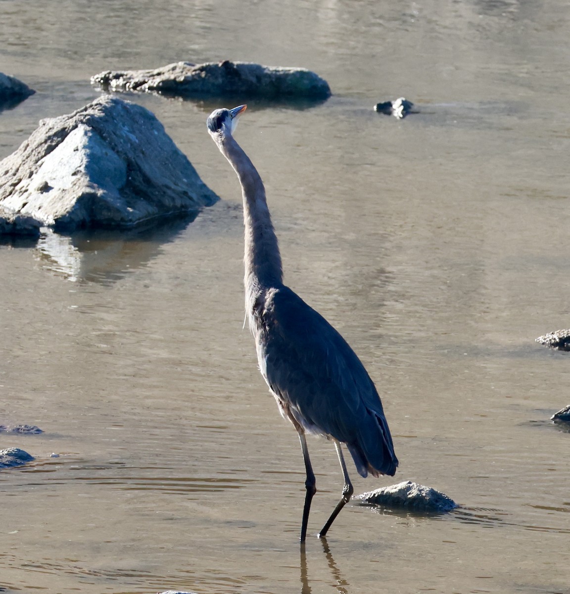 Чапля північна - ML645582452