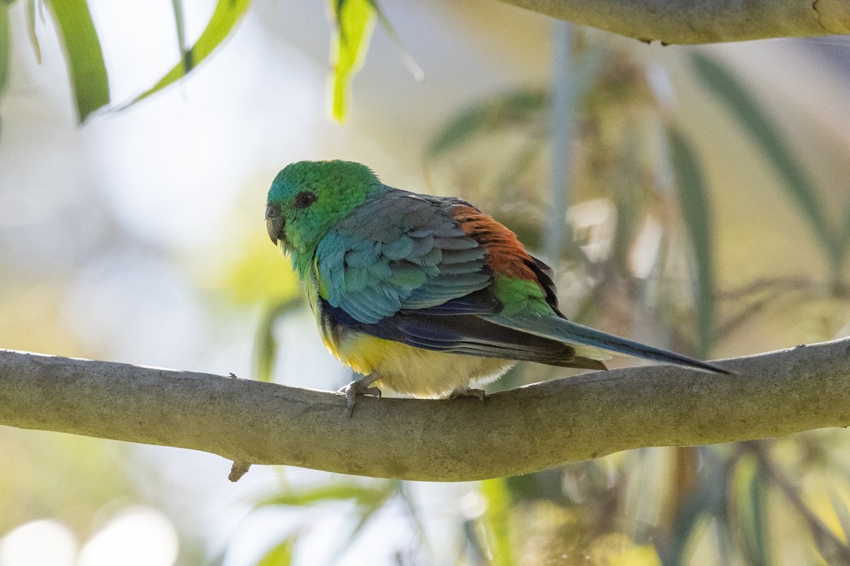 Папужка співочий - ML645582457