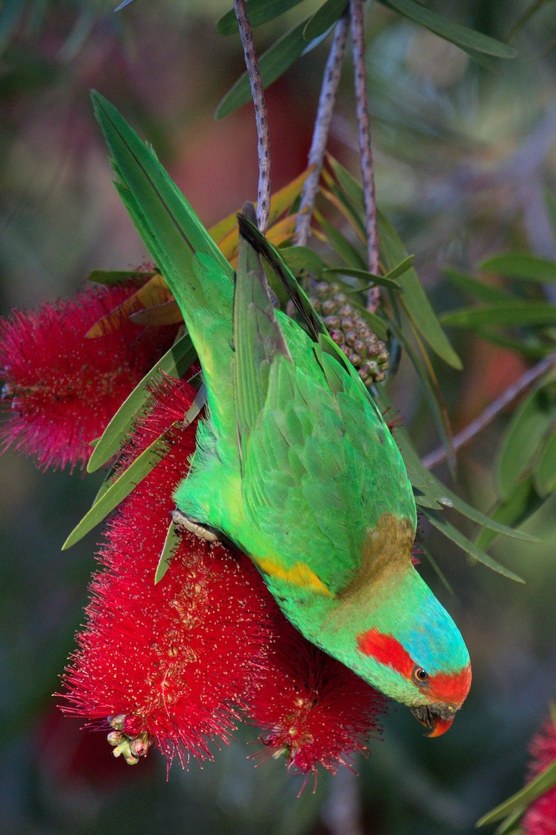 Лорікет-нектароїд червонолобий - ML645582458