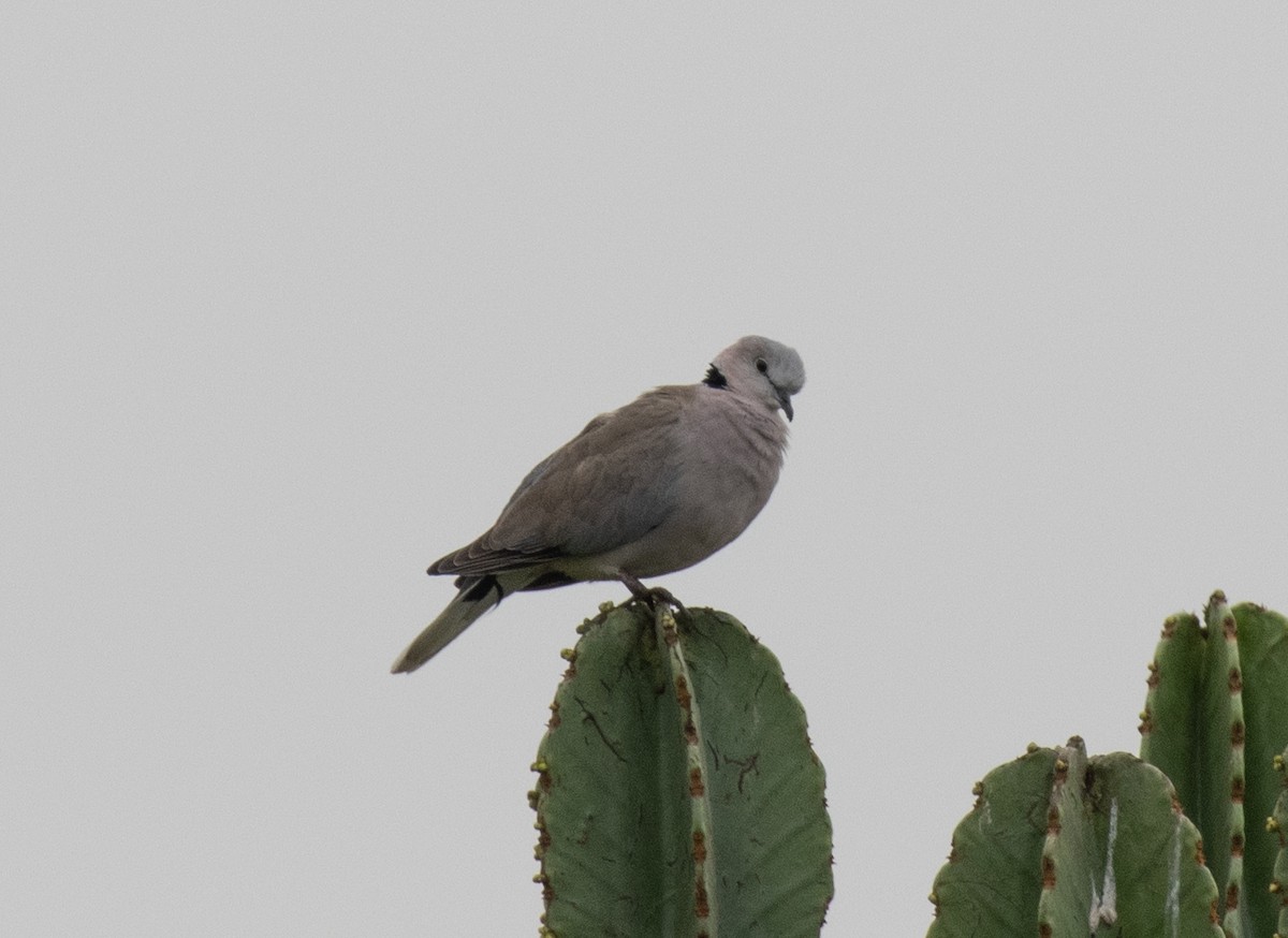 Горлиця південна - ML645582460