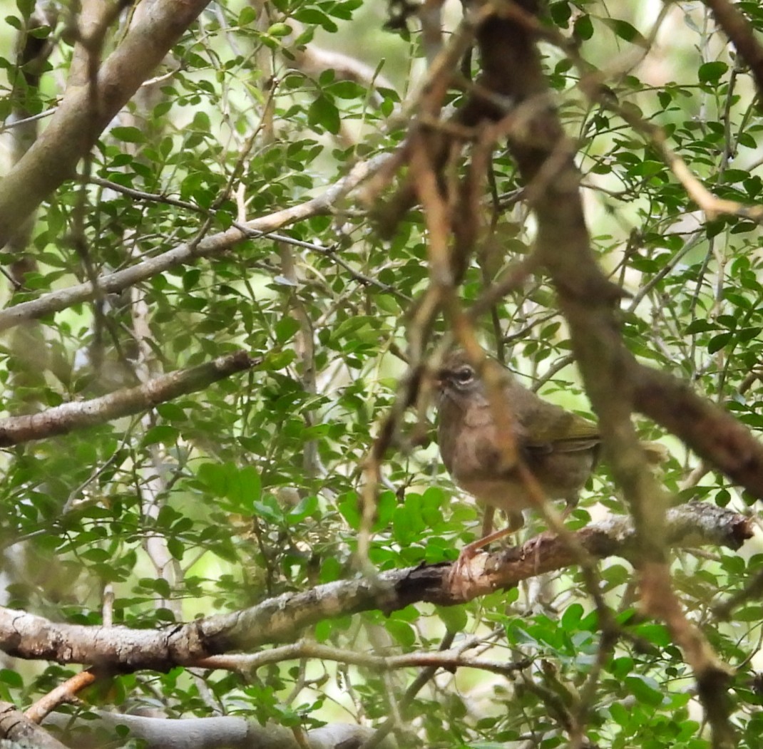 Червоїд оливковий - ML645582461