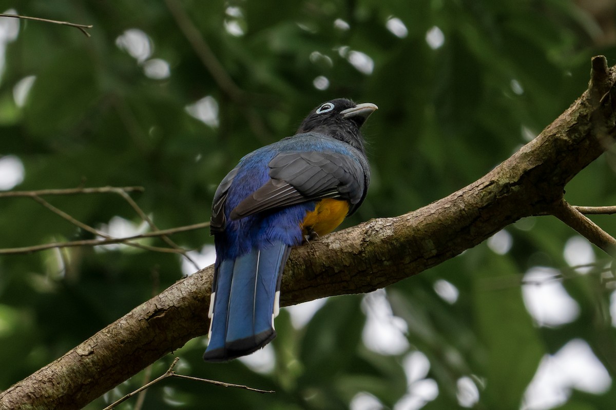 Трогон чорноволий - ML645582462