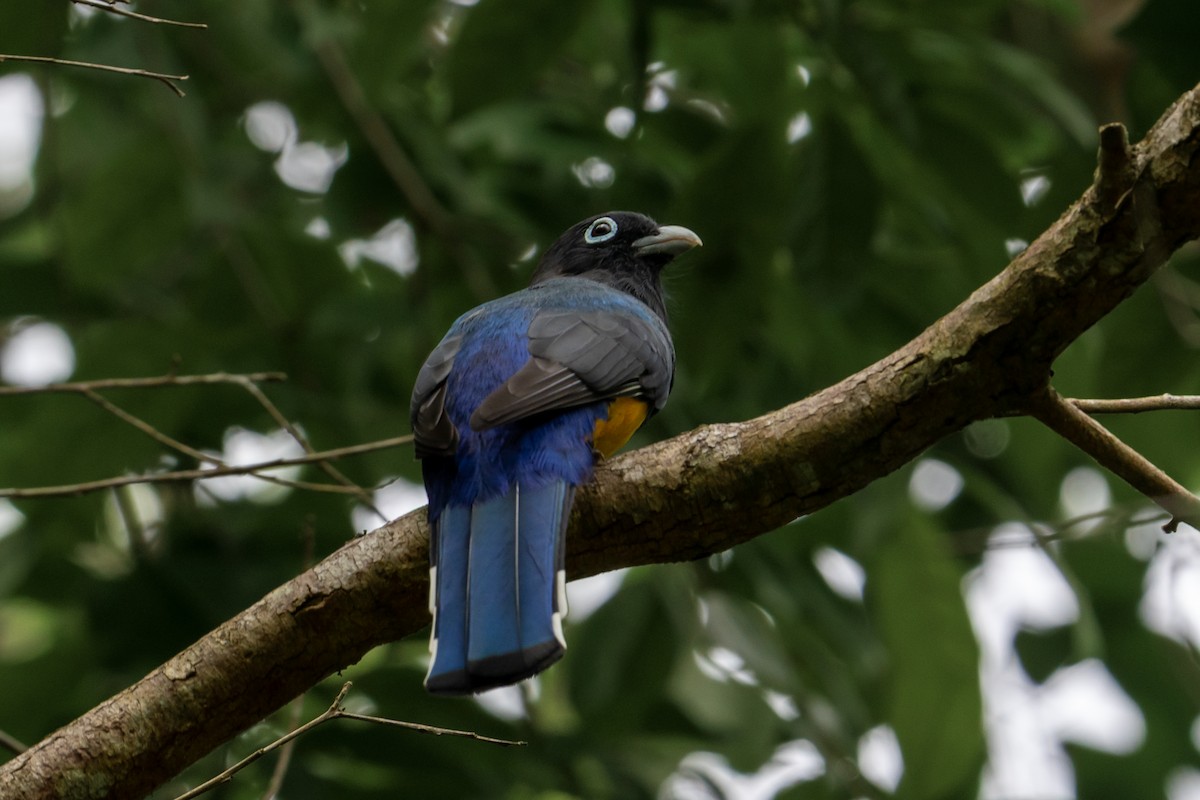 Трогон чорноволий - ML645582464