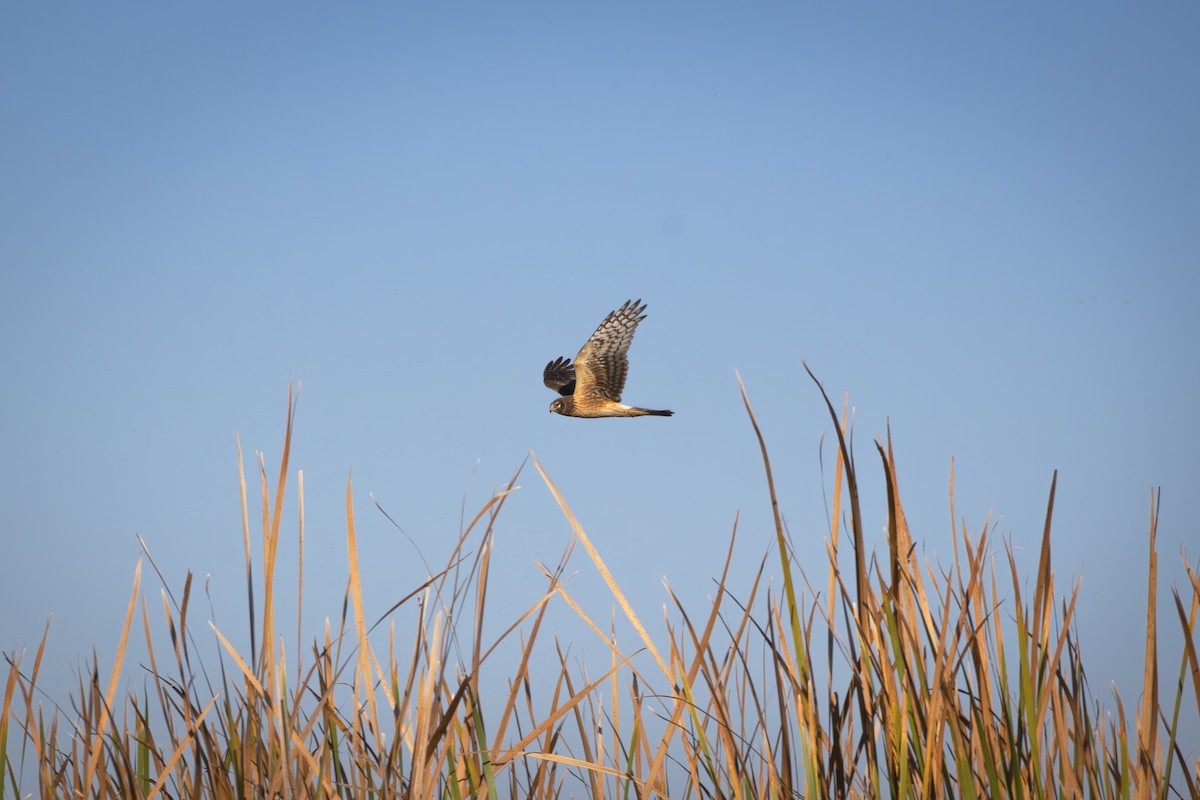 Лунь американський - ML645582465