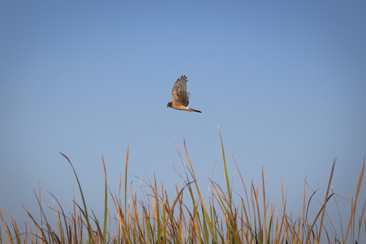 Лунь американський - ML645582466