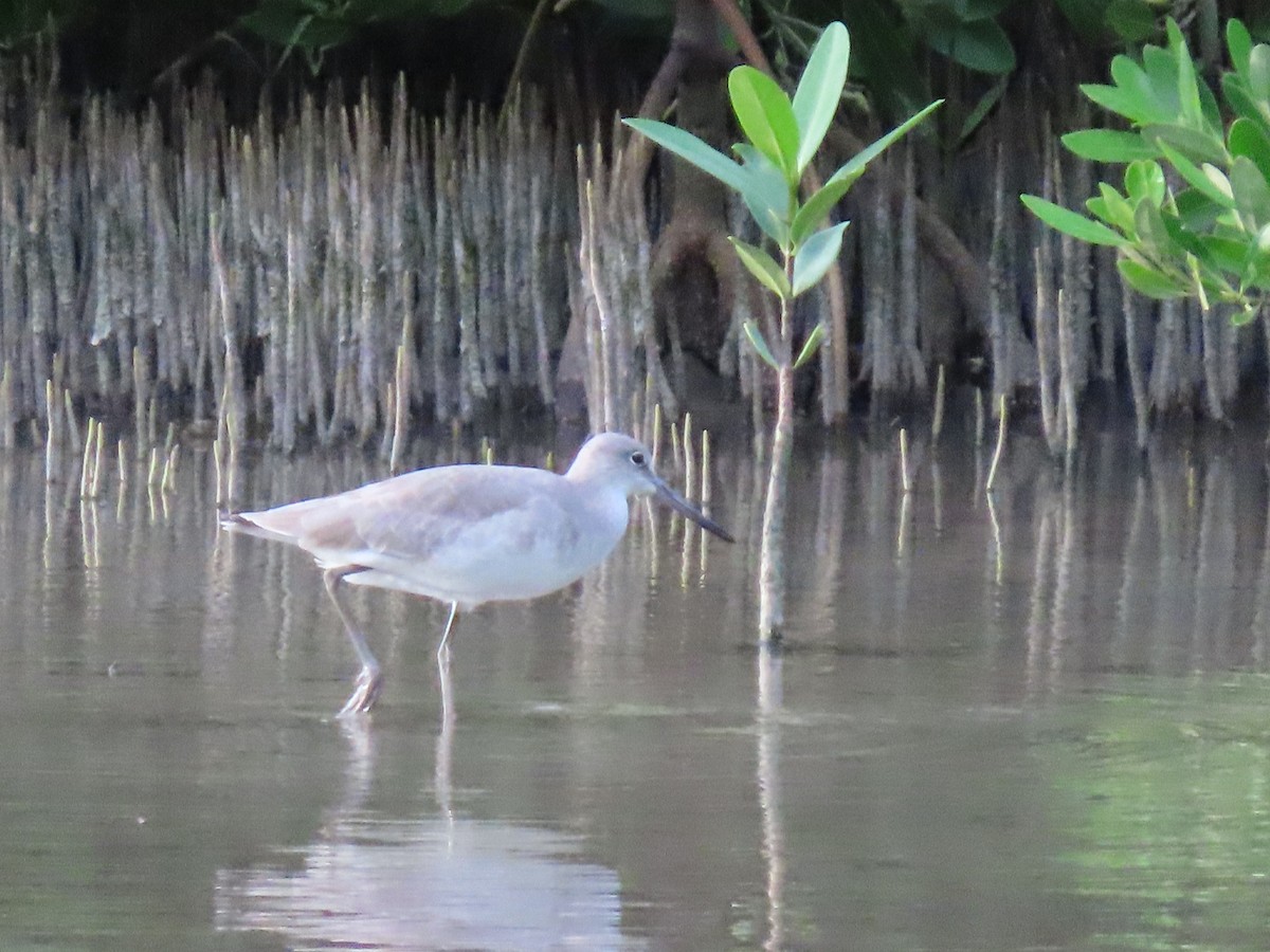 Willet - ML645582475