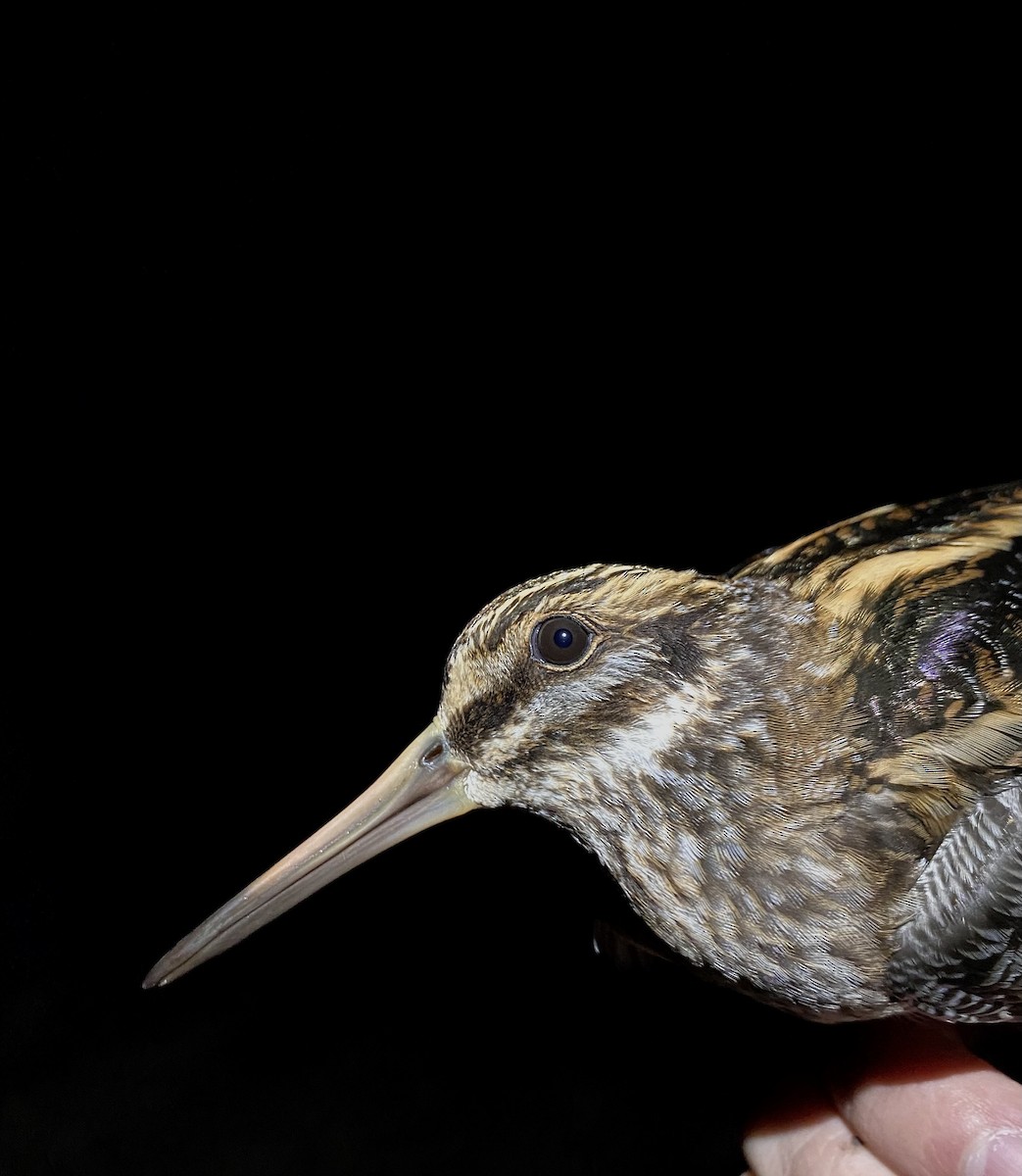 Agachadiza Chica - ML645582476