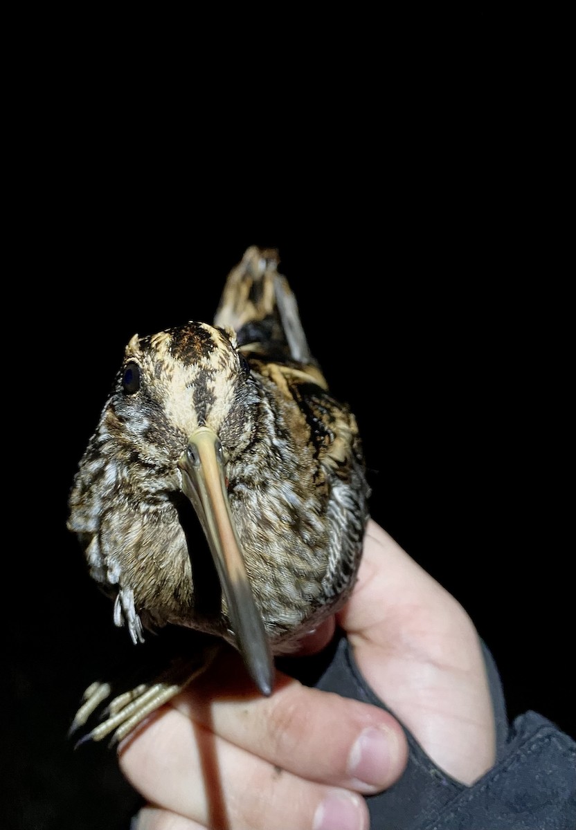 Agachadiza Chica - ML645582477