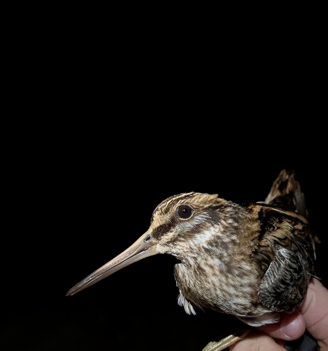 Agachadiza Chica - ML645582478