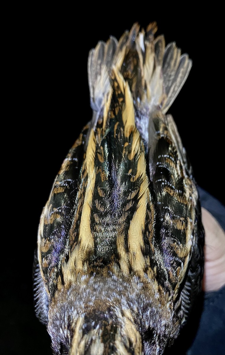 Agachadiza Chica - ML645582479