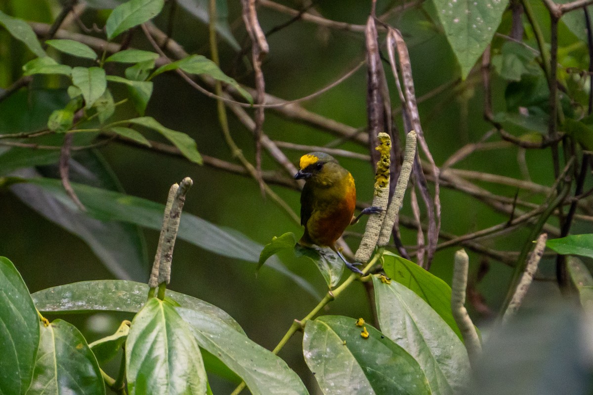 Olive-backed Euphonia - ML645582483