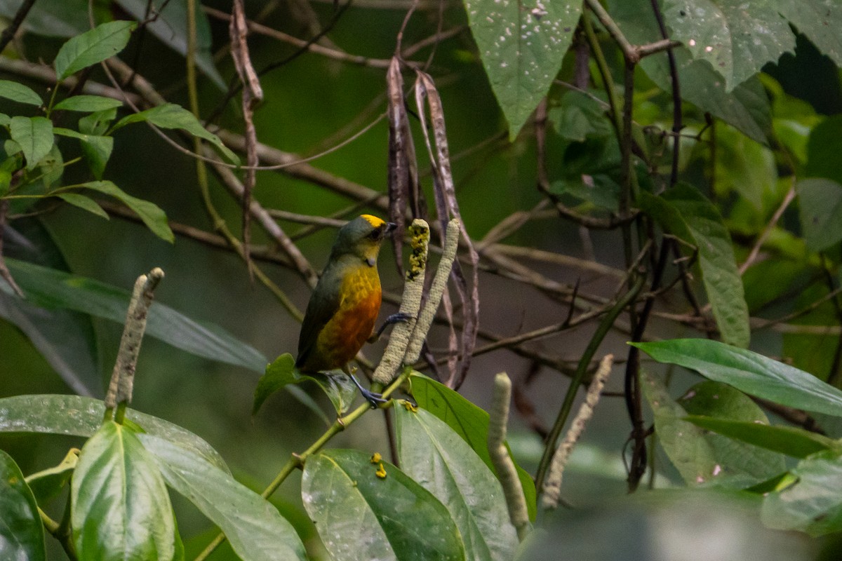 Olive-backed Euphonia - ML645582484