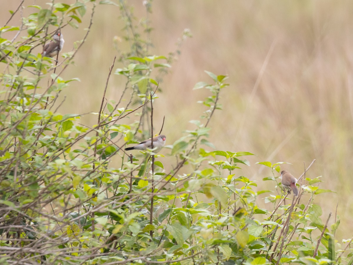 Астрильд болотяний [група paludicola] - ML645582494