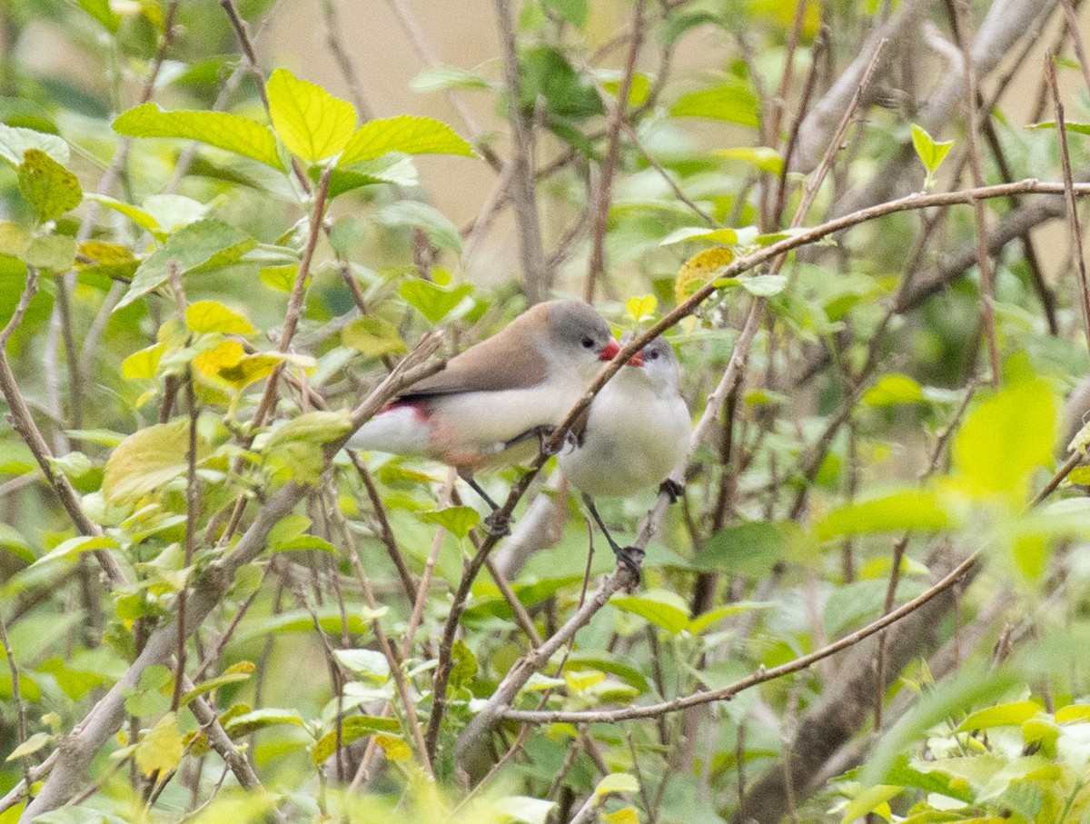 Астрильд болотяний [група paludicola] - ML645582499